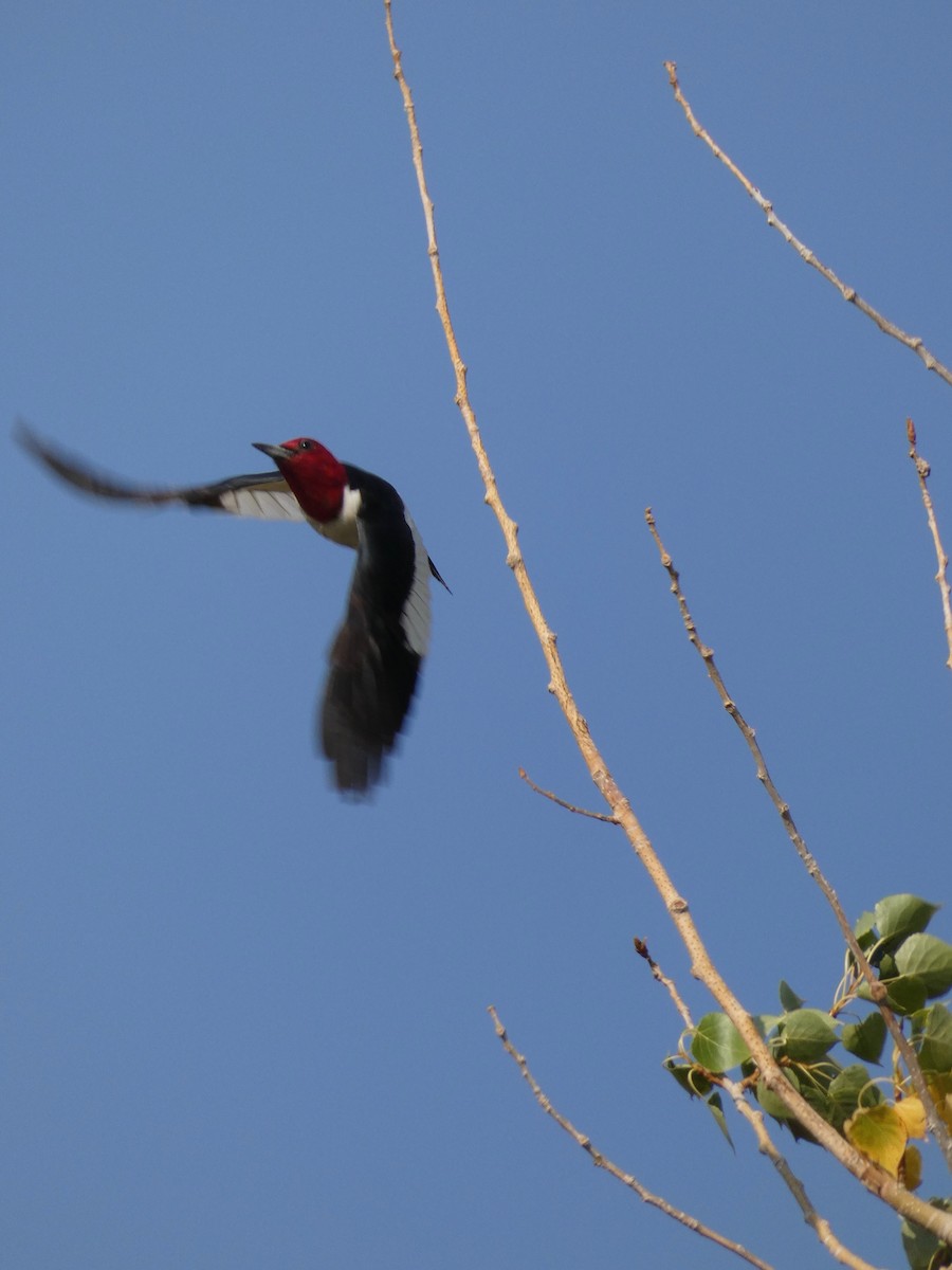 Red-headed Woodpecker - ML366759951
