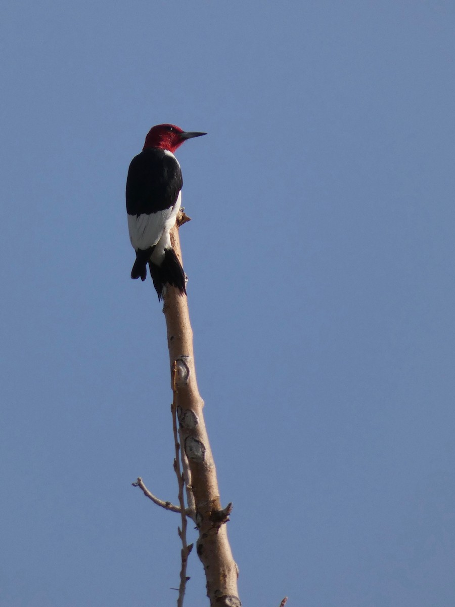 Red-headed Woodpecker - ML366759981