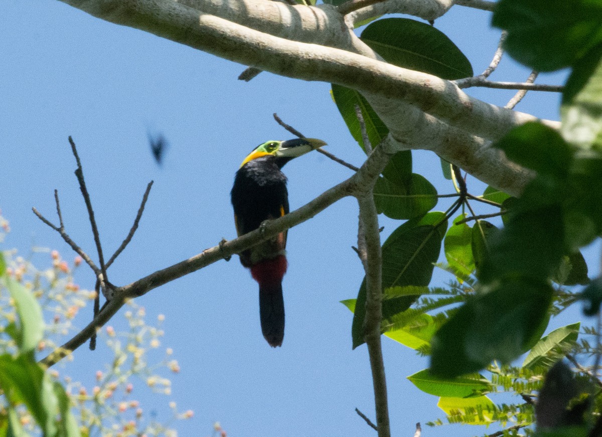 Gould's Toucanet - ML366762171