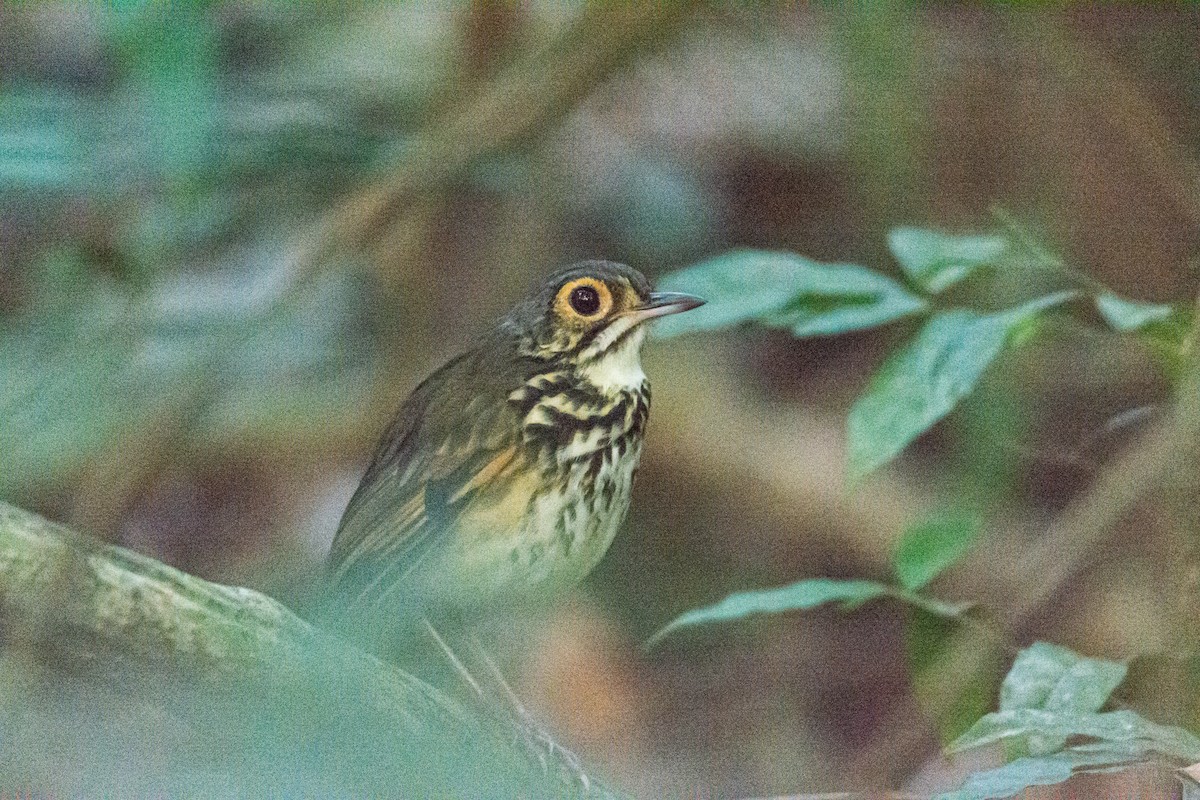 Snethlage's Antpitta - ML366762421