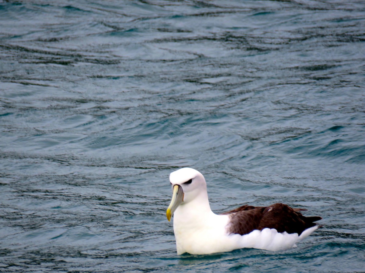 Albatros à cape blanche - ML366766161