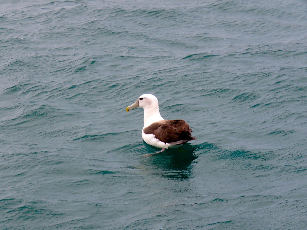 Albatros à cape blanche - ML366766171