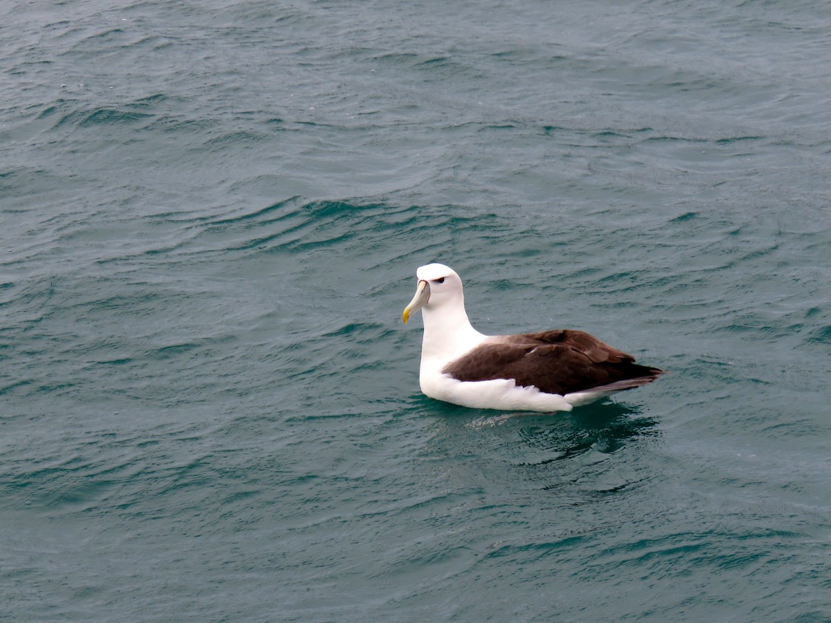 Albatros à cape blanche - ML366766201