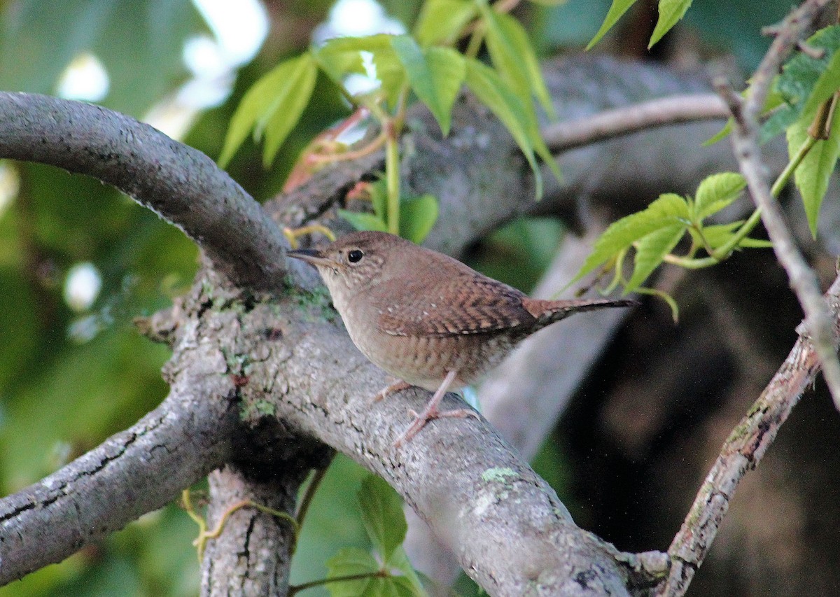 House Wren - John  Cameron