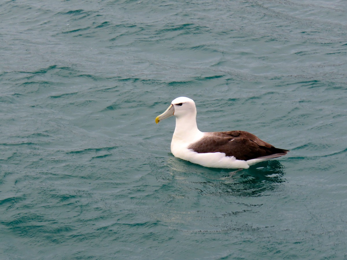 Albatros à cape blanche - ML366766211