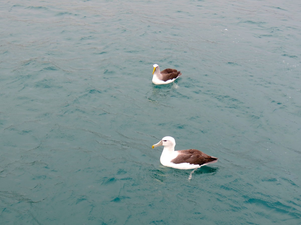 Albatros à cape blanche - ML366766251