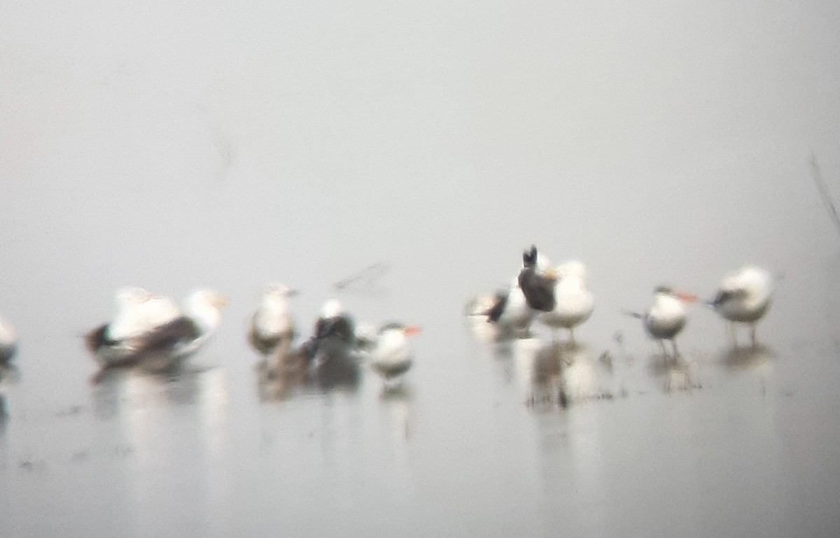 Caspian Tern - ML366767141