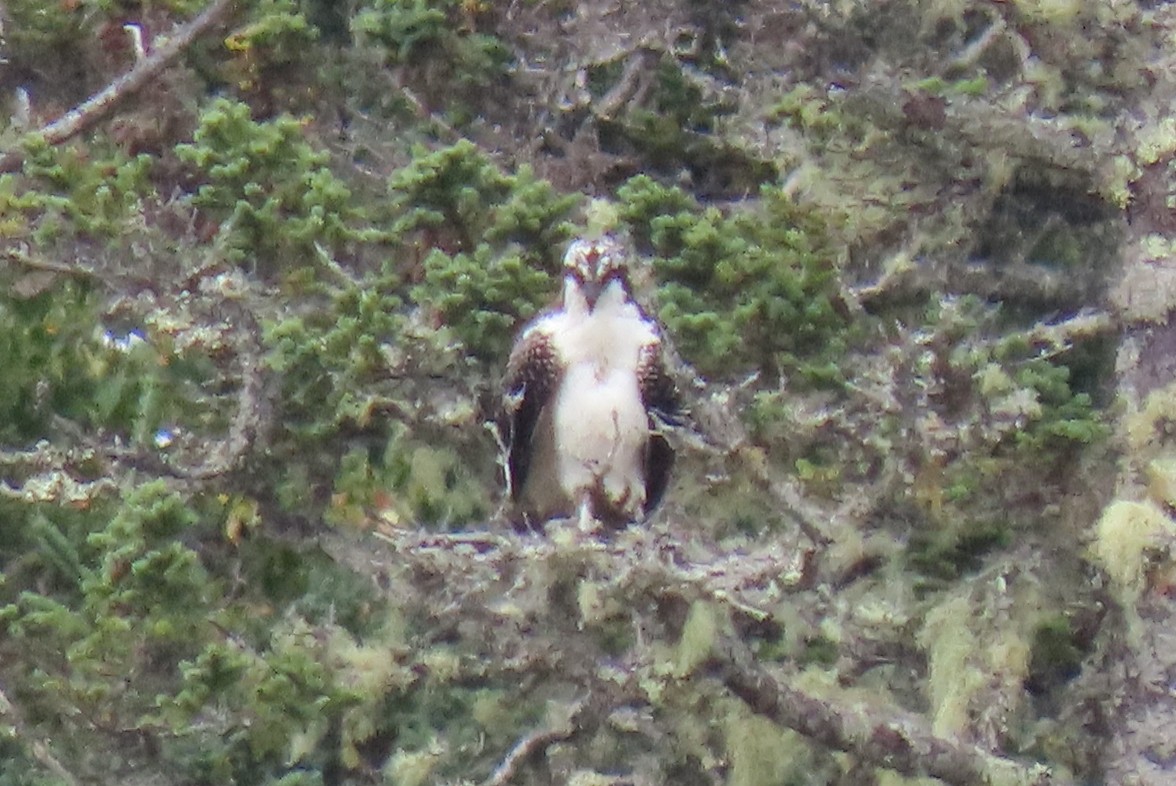 Osprey - Becky Marvil