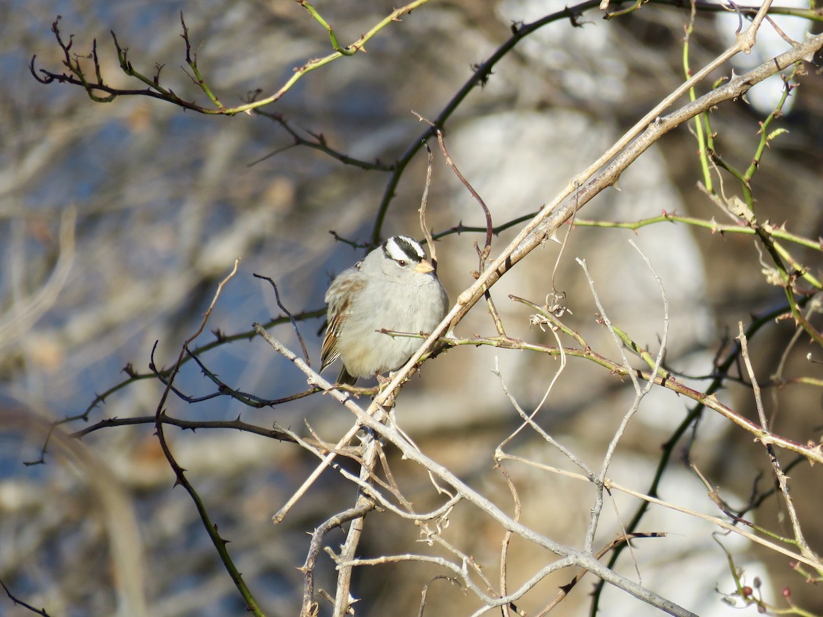 White-crowned Sparrow - ML366773411