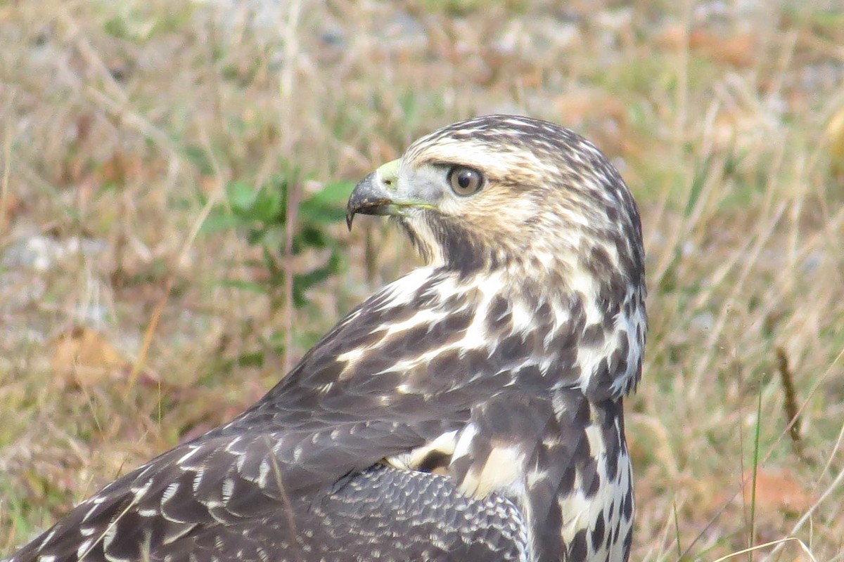 Swainson's Hawk - ML36677391