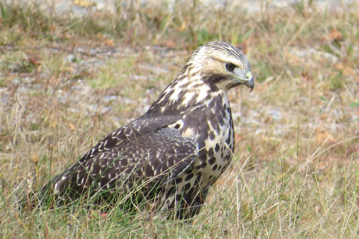 Swainson's Hawk - ML36677401