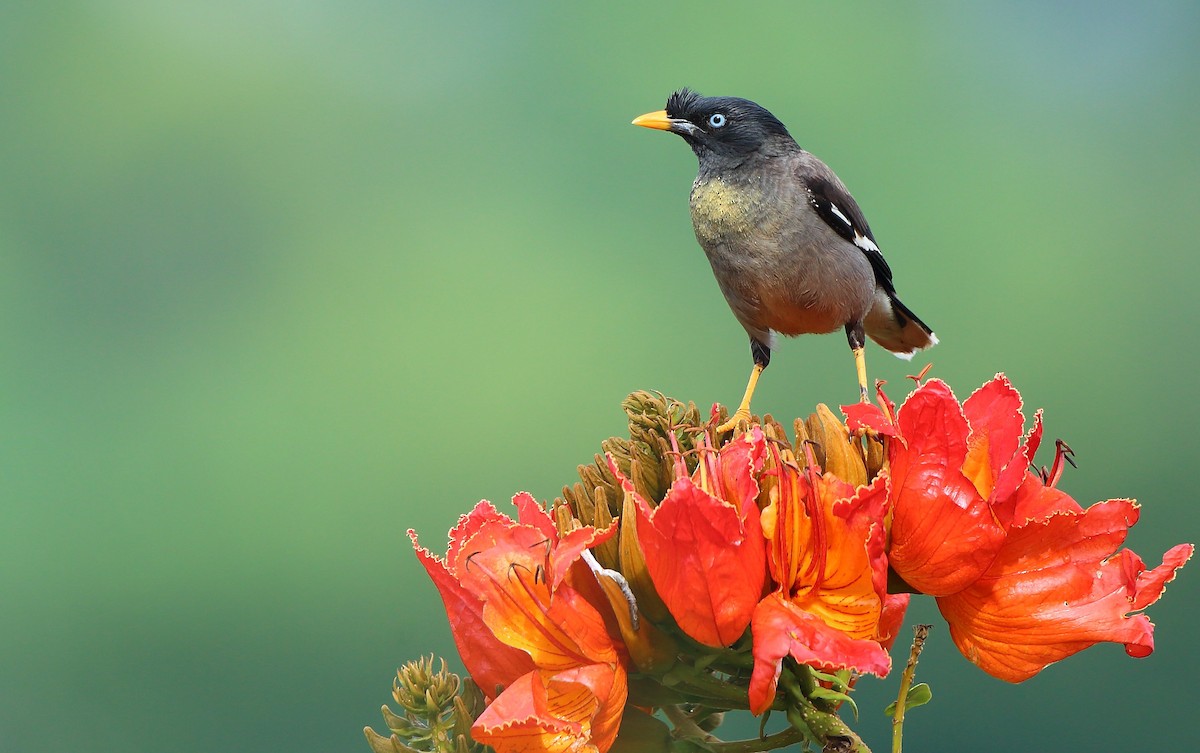 Jungle Myna - Albin Jacob