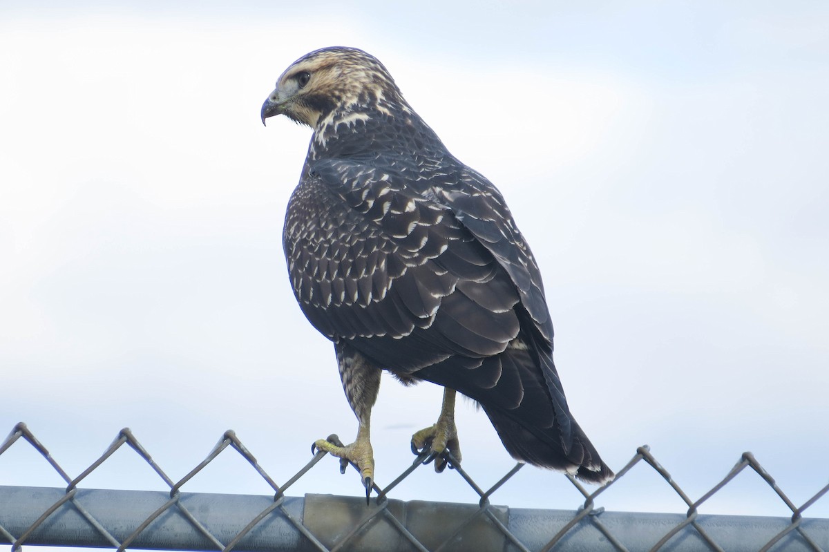 Swainson's Hawk - ML36677411