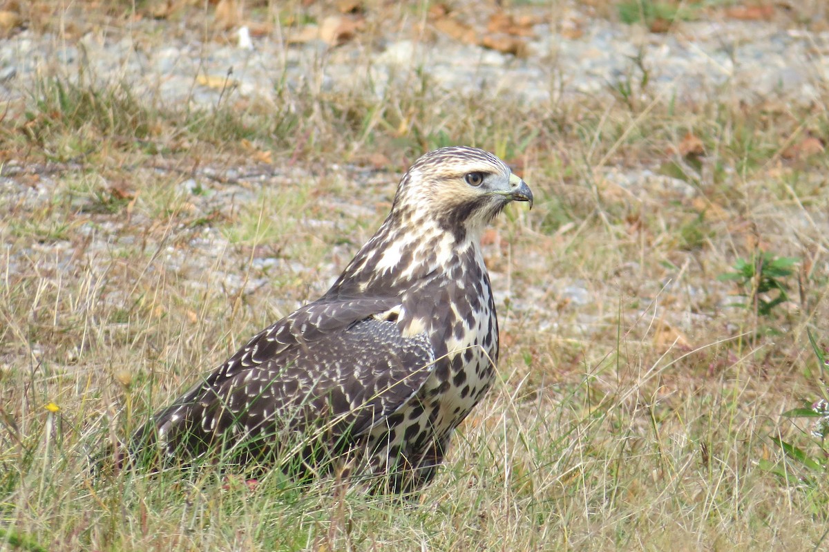 Swainson's Hawk - ML36677451