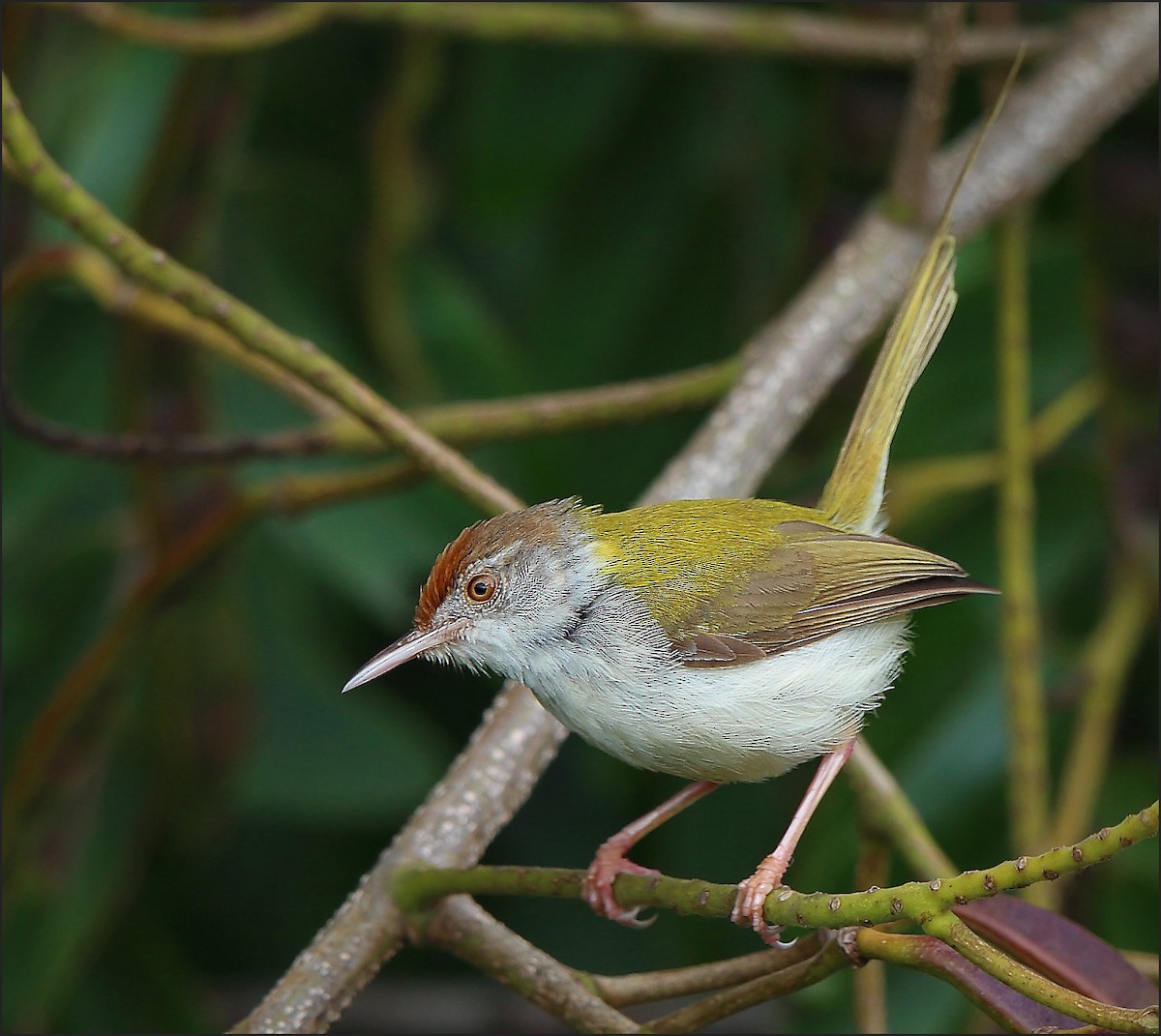 Common Tailorbird - ML366774831