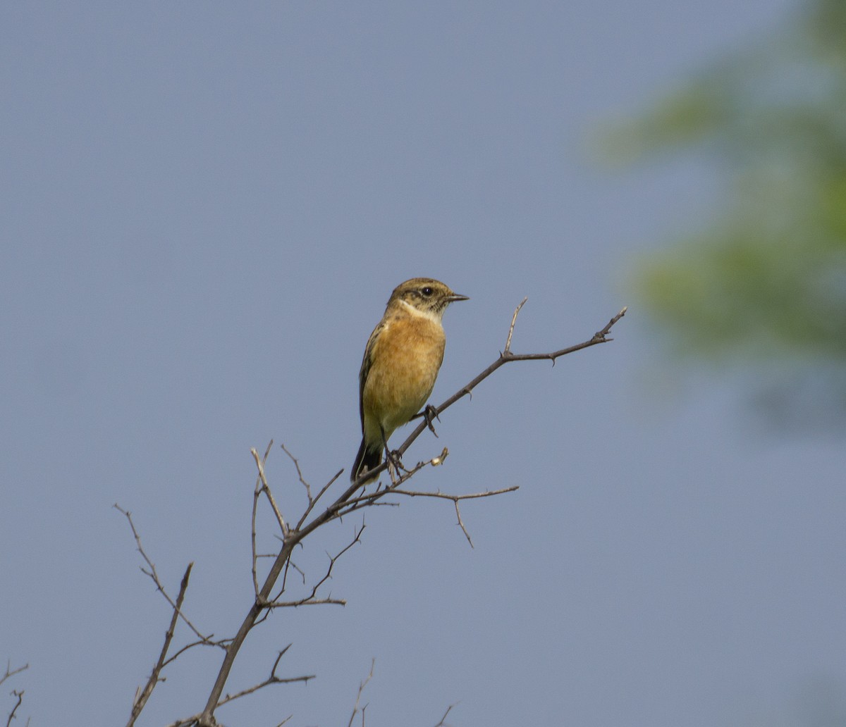 Siberian Stonechat - ML366775681