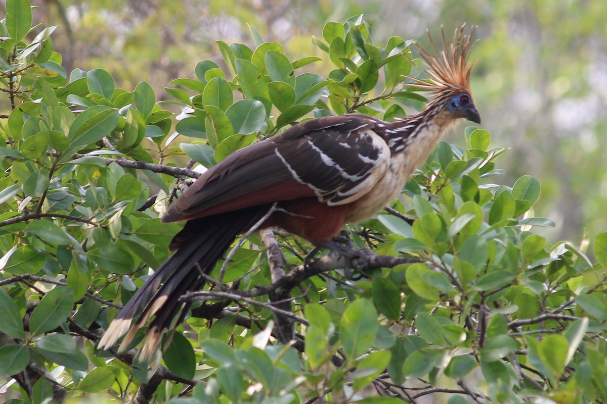 Hoatzin - ML366776331