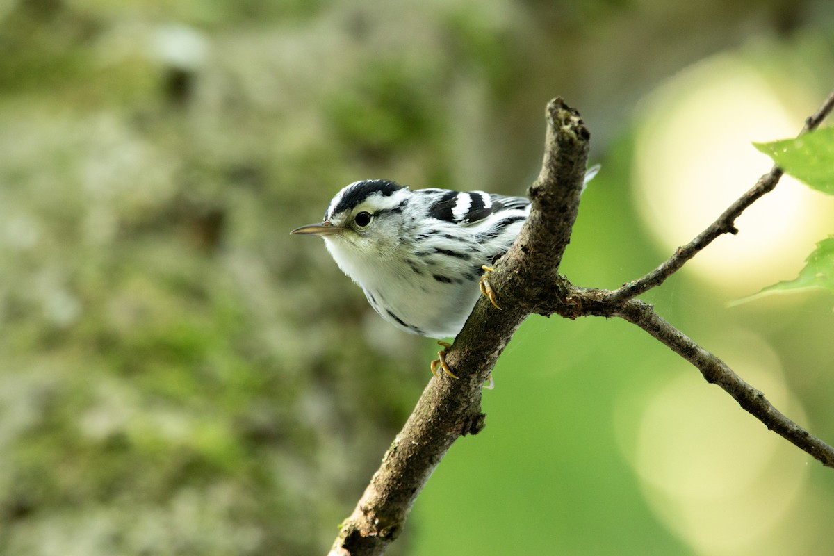 Black-and-white Warbler - ML366777681