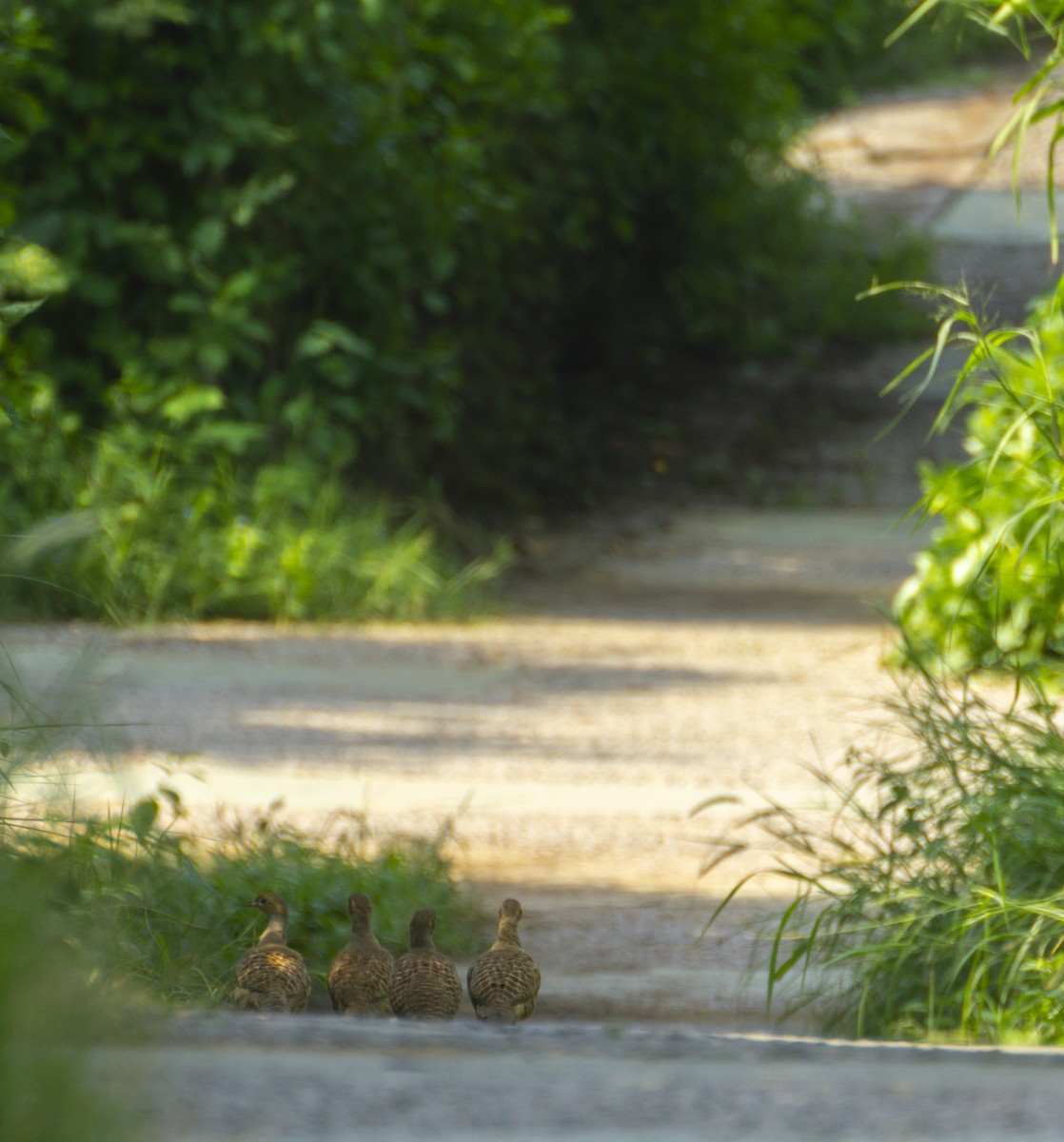 Gray Francolin - ML366779201