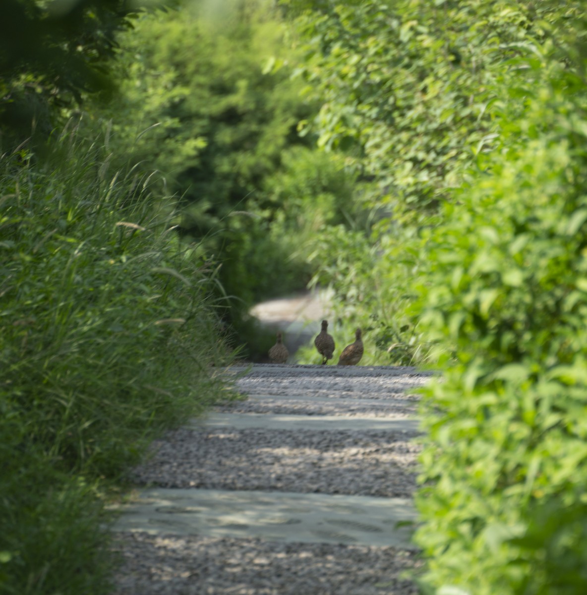 Gray Francolin - ML366779881