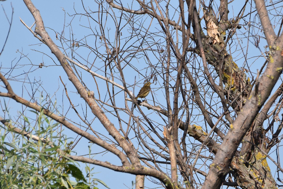 Tree Pipit - ML366780011