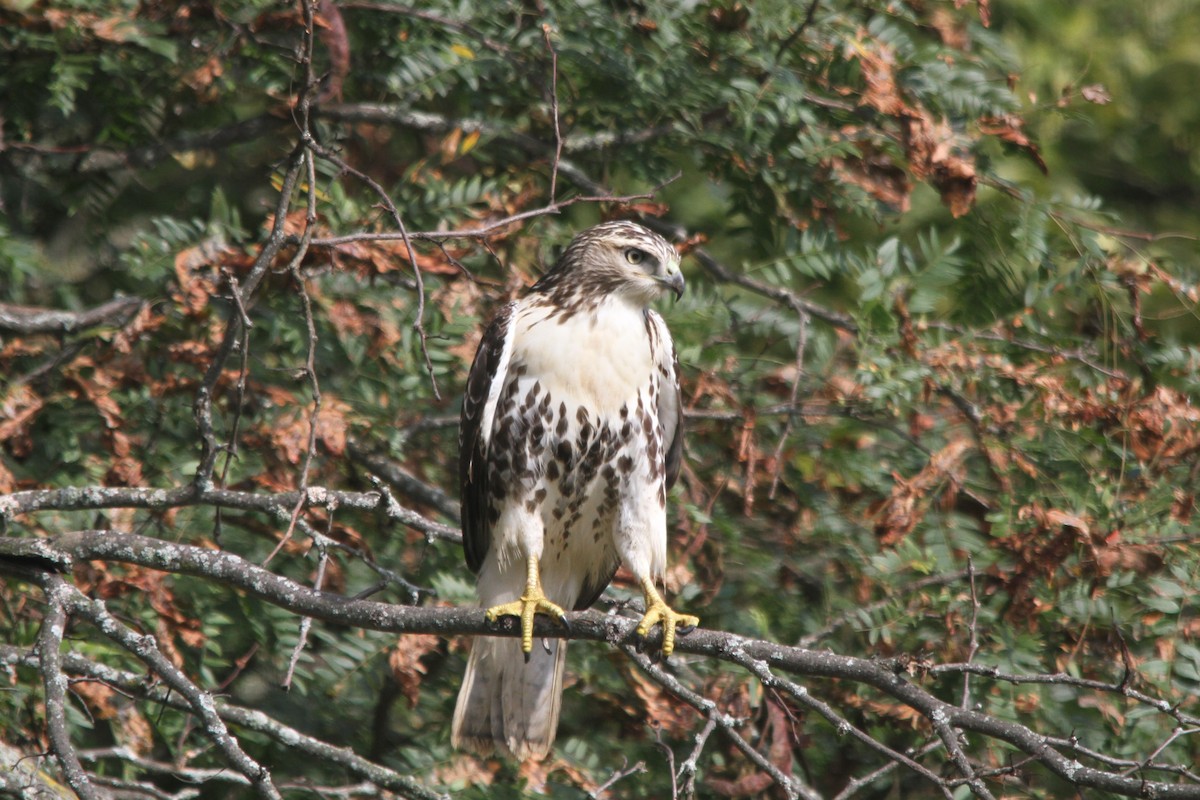 Red-tailed Hawk - ML366780141