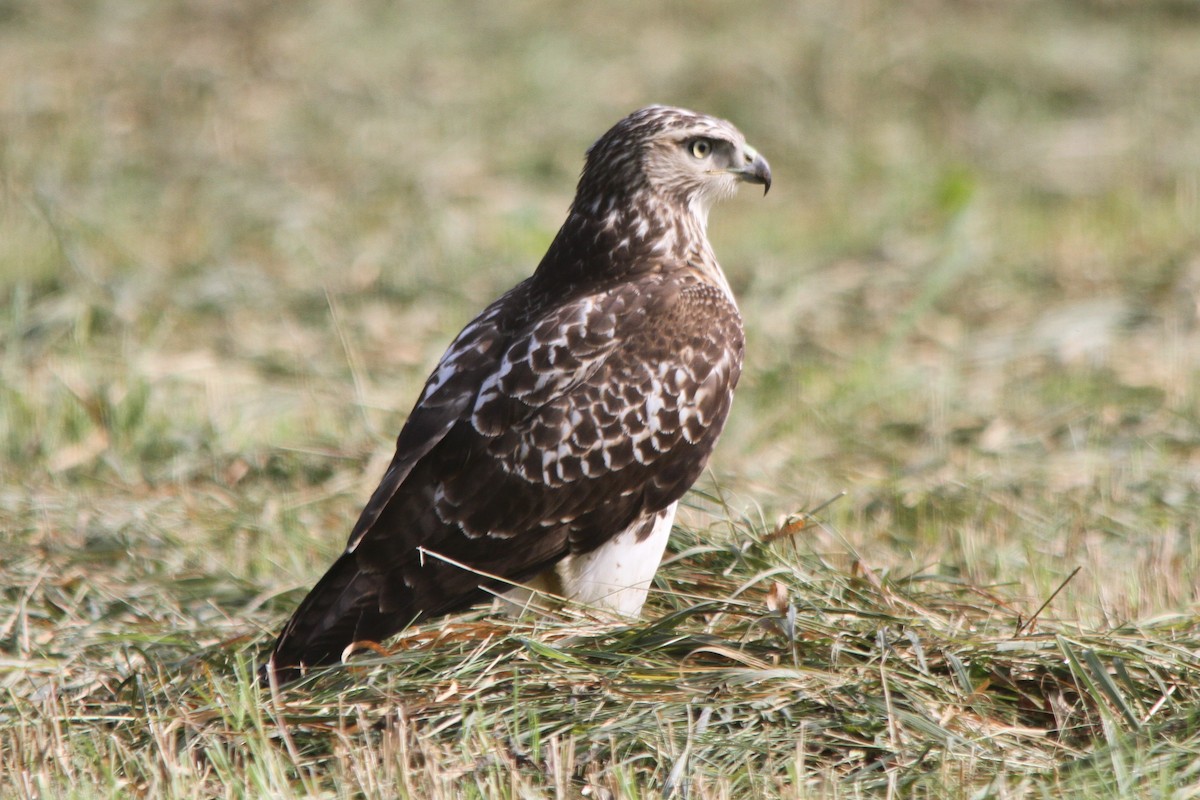 Red-tailed Hawk - ML366780151