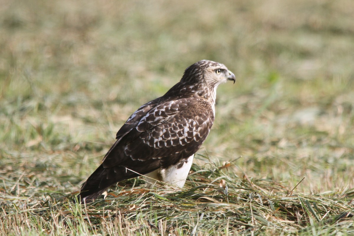 Red-tailed Hawk - ML366780161