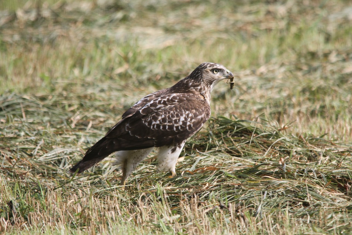 Red-tailed Hawk - ML366780171