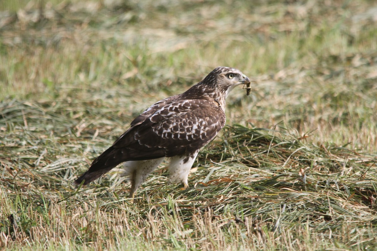 Rotschwanzbussard - ML366780171