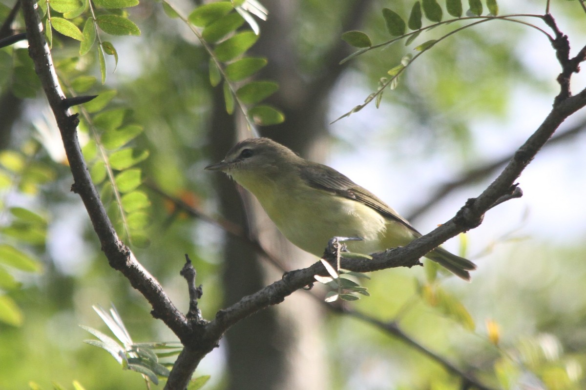 Vireo de Filadelfia - ML366780281