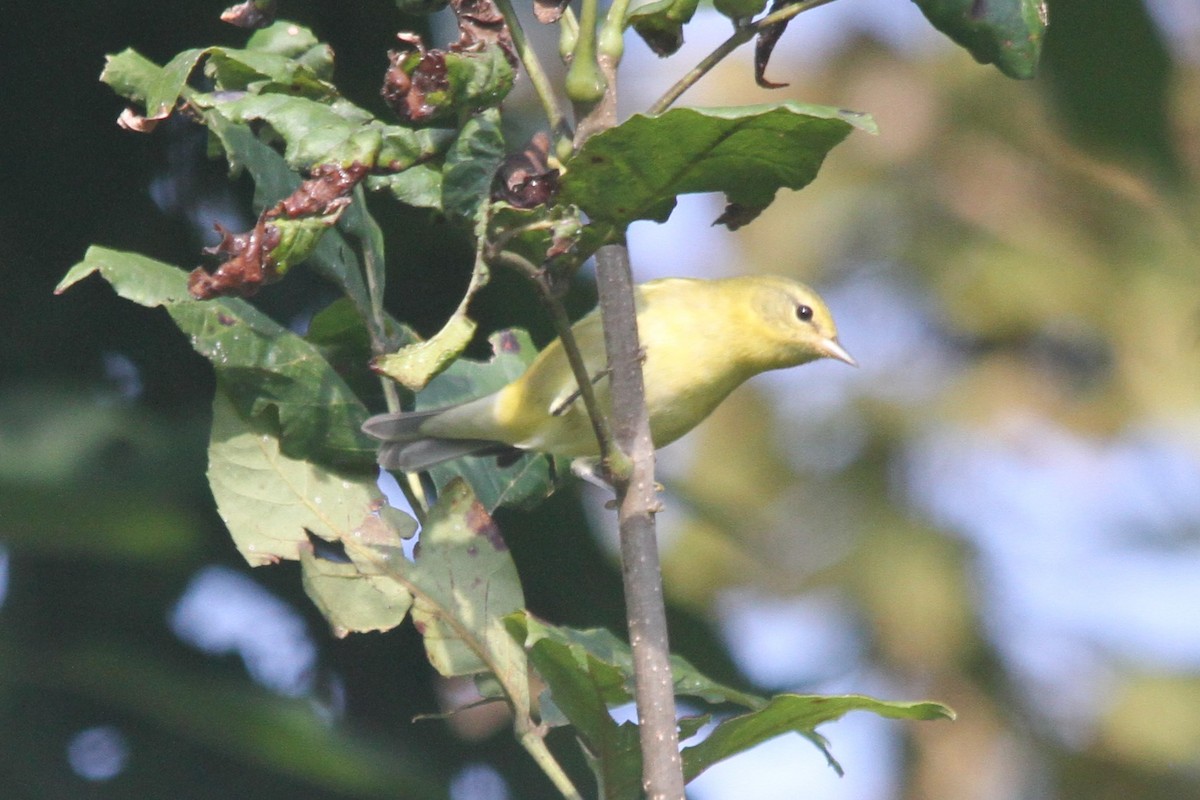 Tennessee Warbler - ML366780491