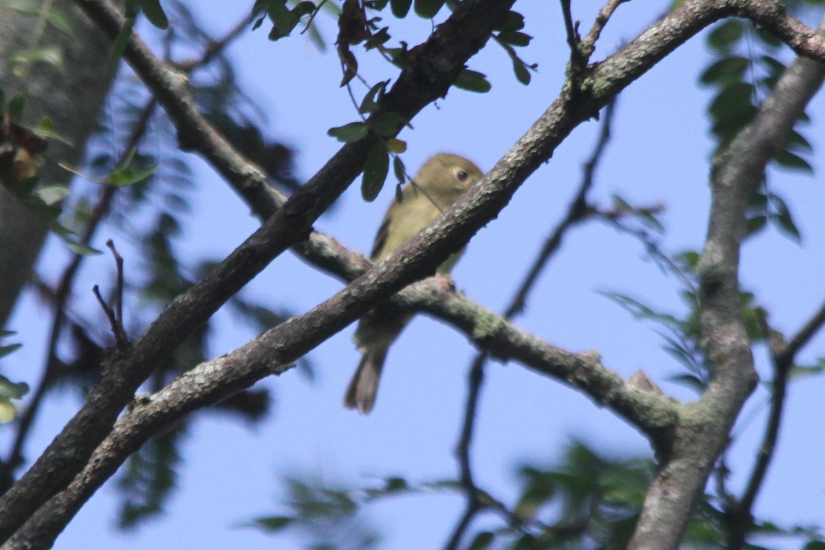 Yellow-bellied Flycatcher - ML366780641