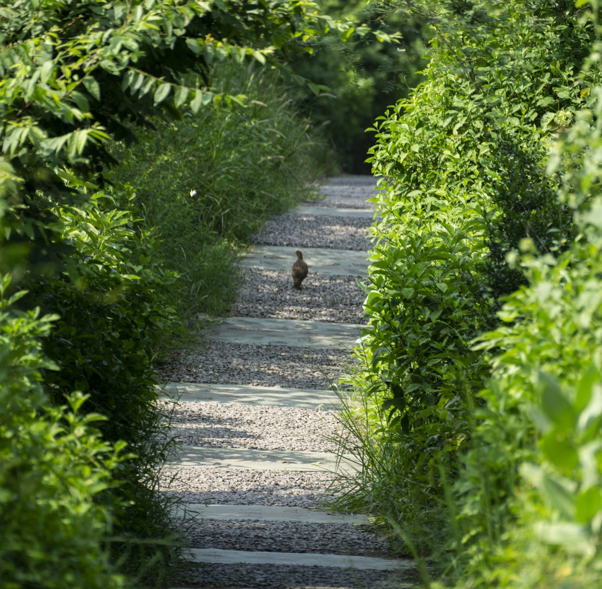 Gray Francolin - ML366781341