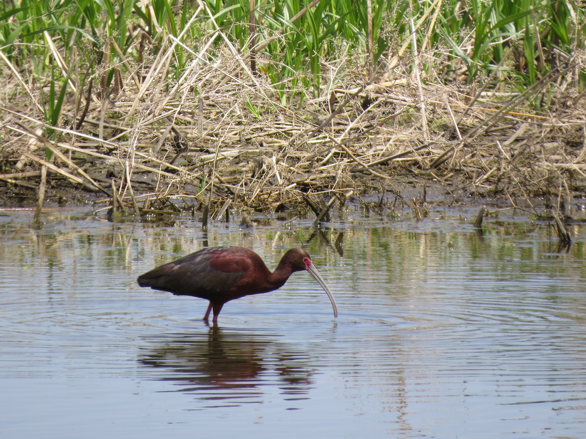 ibis americký - ML366782141