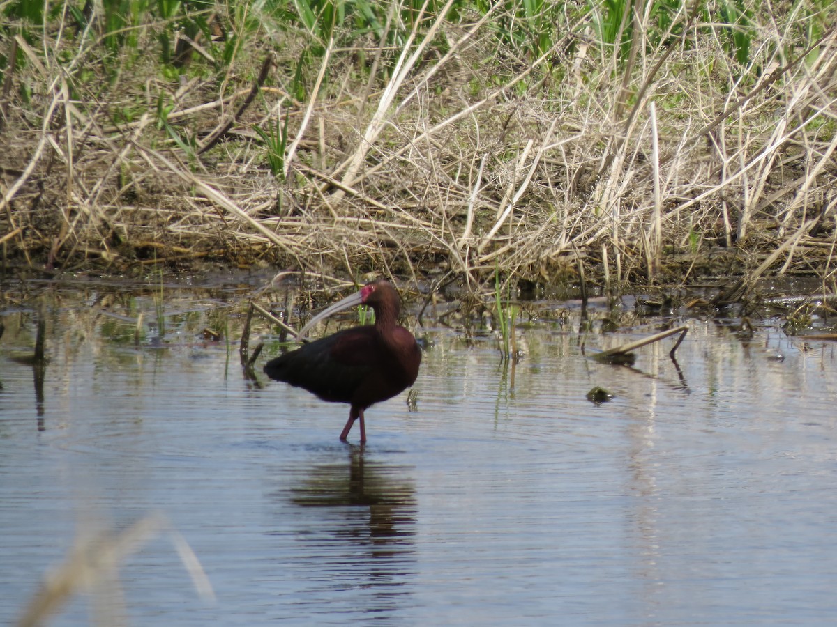 ibis americký - ML366782151