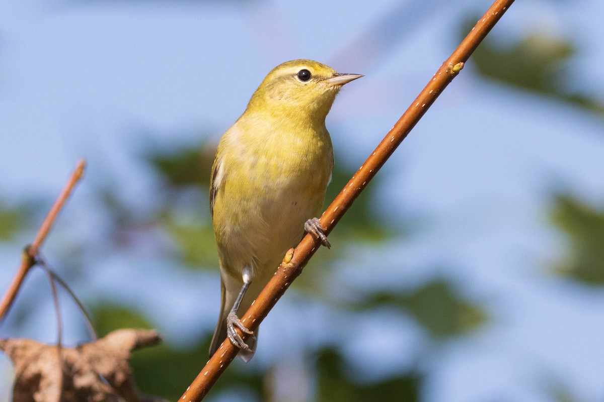 Tennessee Warbler - ML366782731