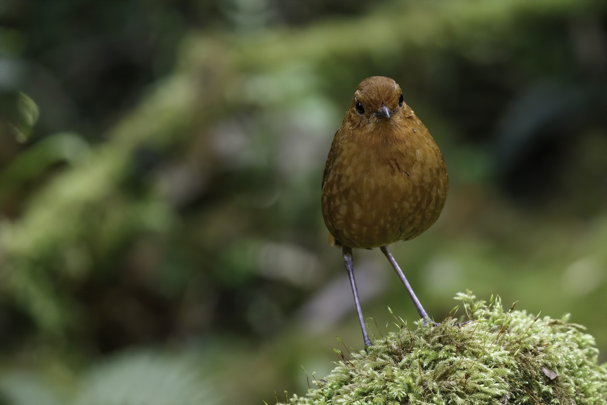 Equatorial Antpitta - Devon Bradley