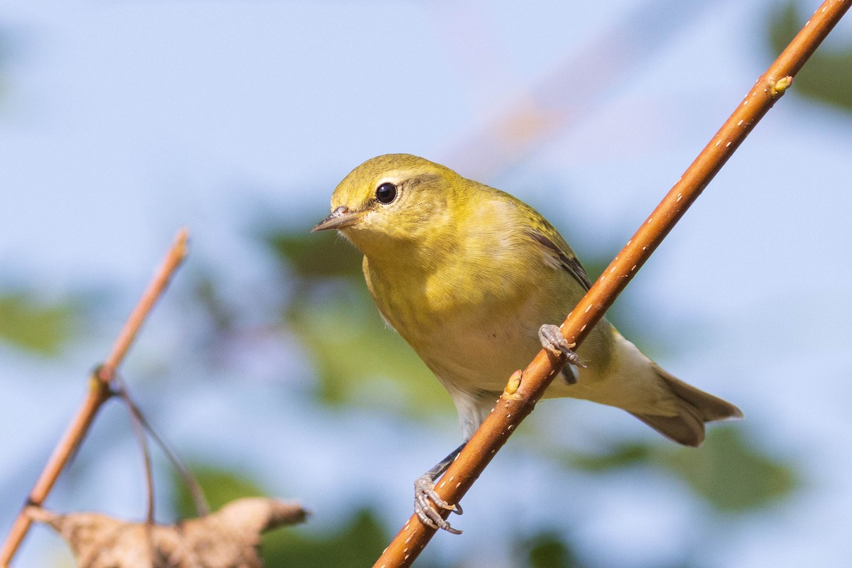 Tennessee Warbler - ML366783871