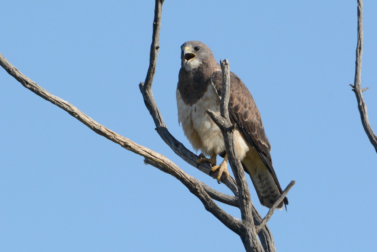 Swainson's Hawk - Robert  Whetham