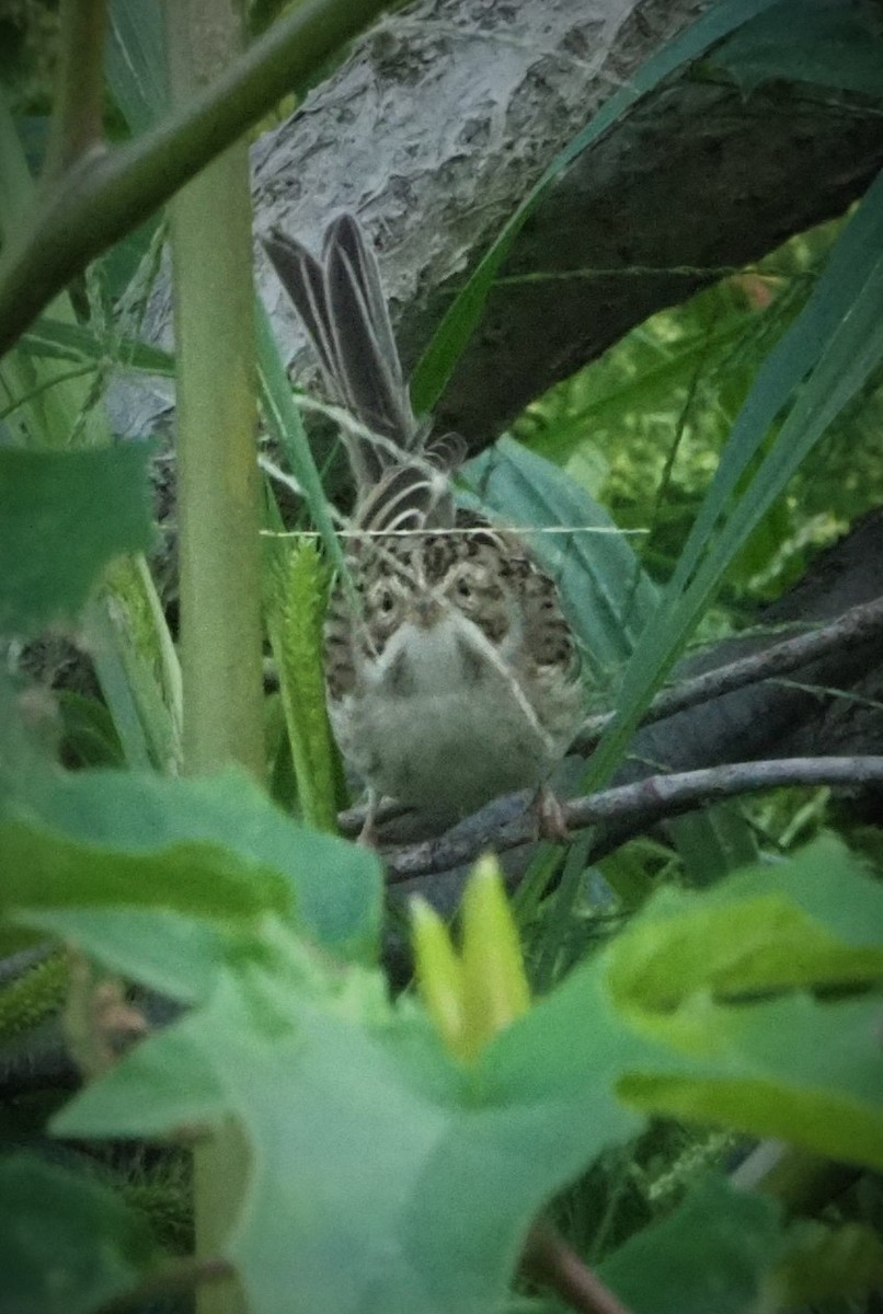 Clay-colored Sparrow - ML366785891