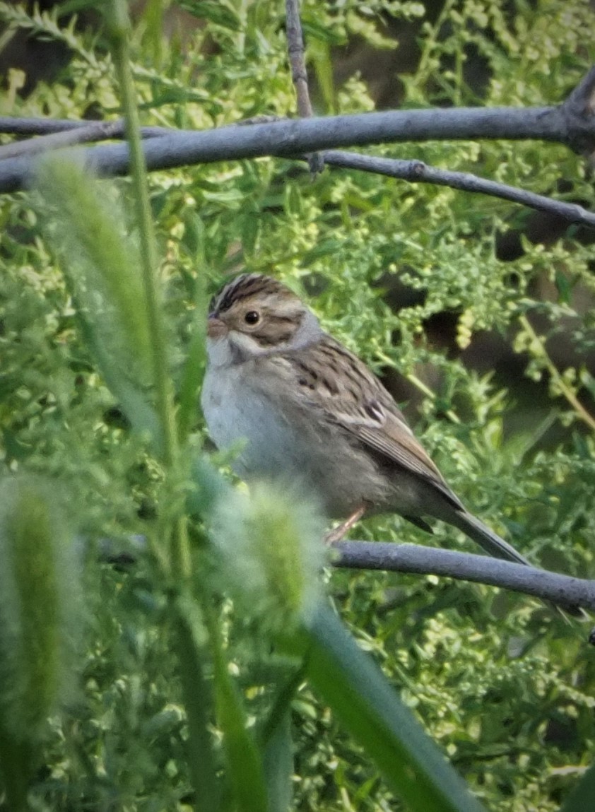 Clay-colored Sparrow - Dick Cartwright