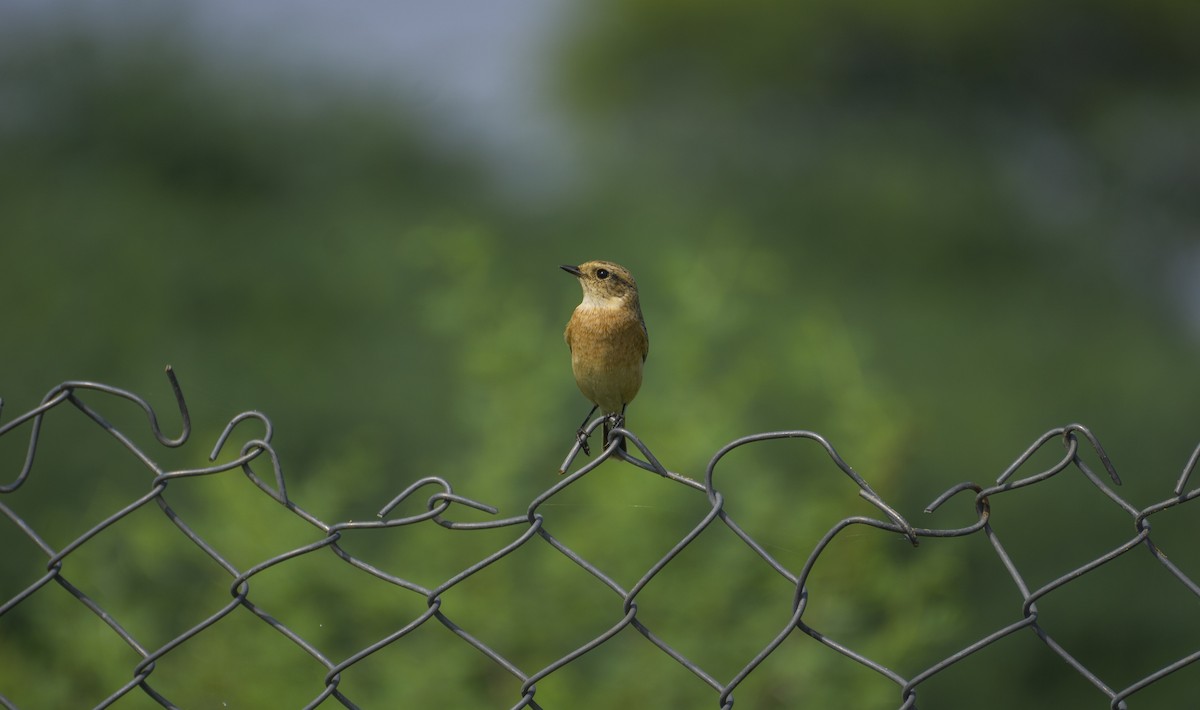 Siberian Stonechat - ML366786771