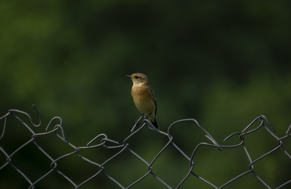 Siberian Stonechat - ML366787221