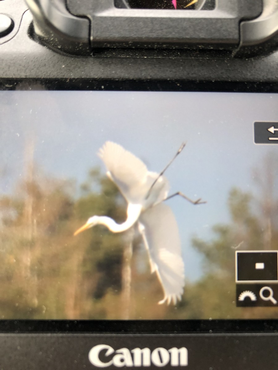 Great Egret - ML366787621