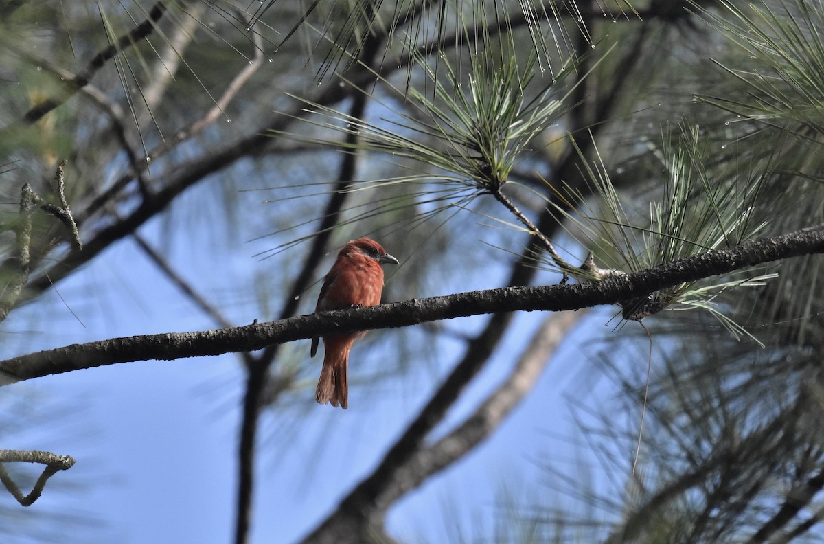 Hepatic Tanager - ML366788231
