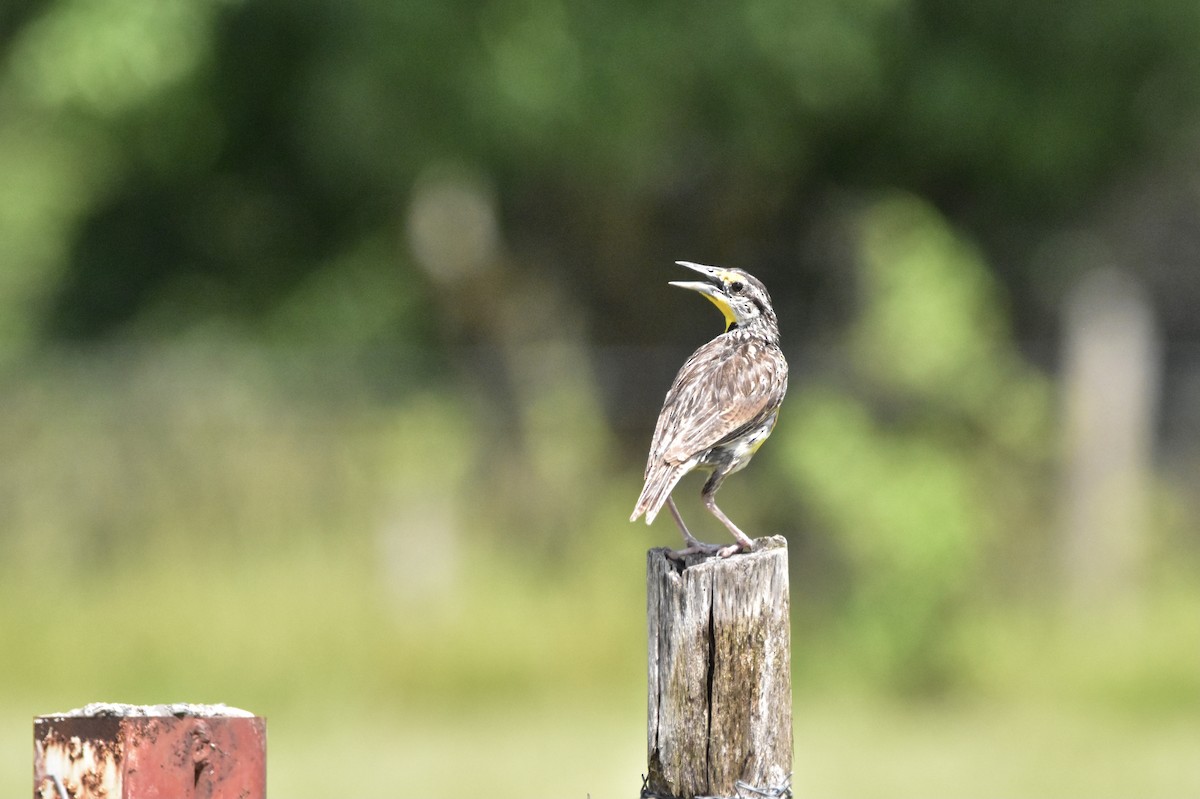 Eastern Meadowlark - ML366788301