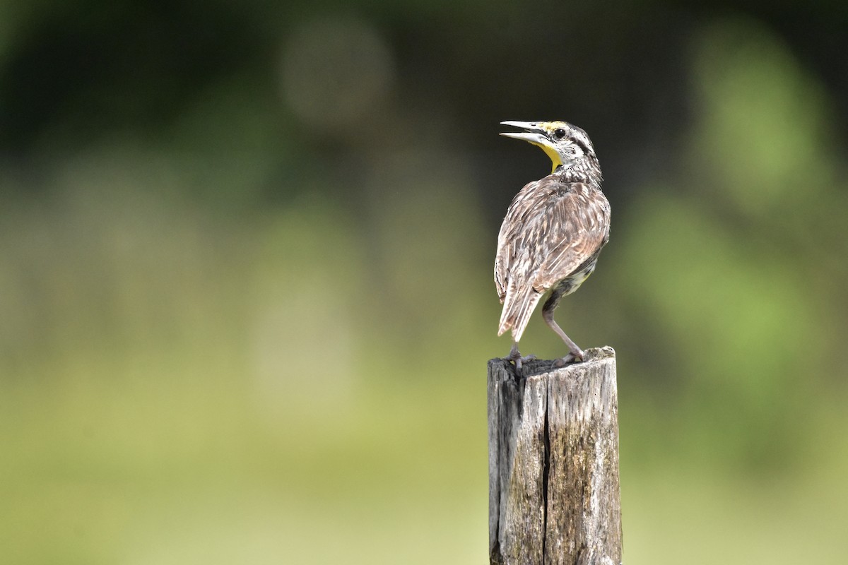 Eastern Meadowlark - ML366788741
