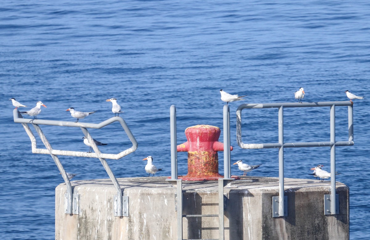 Roseate Tern - ML366789661