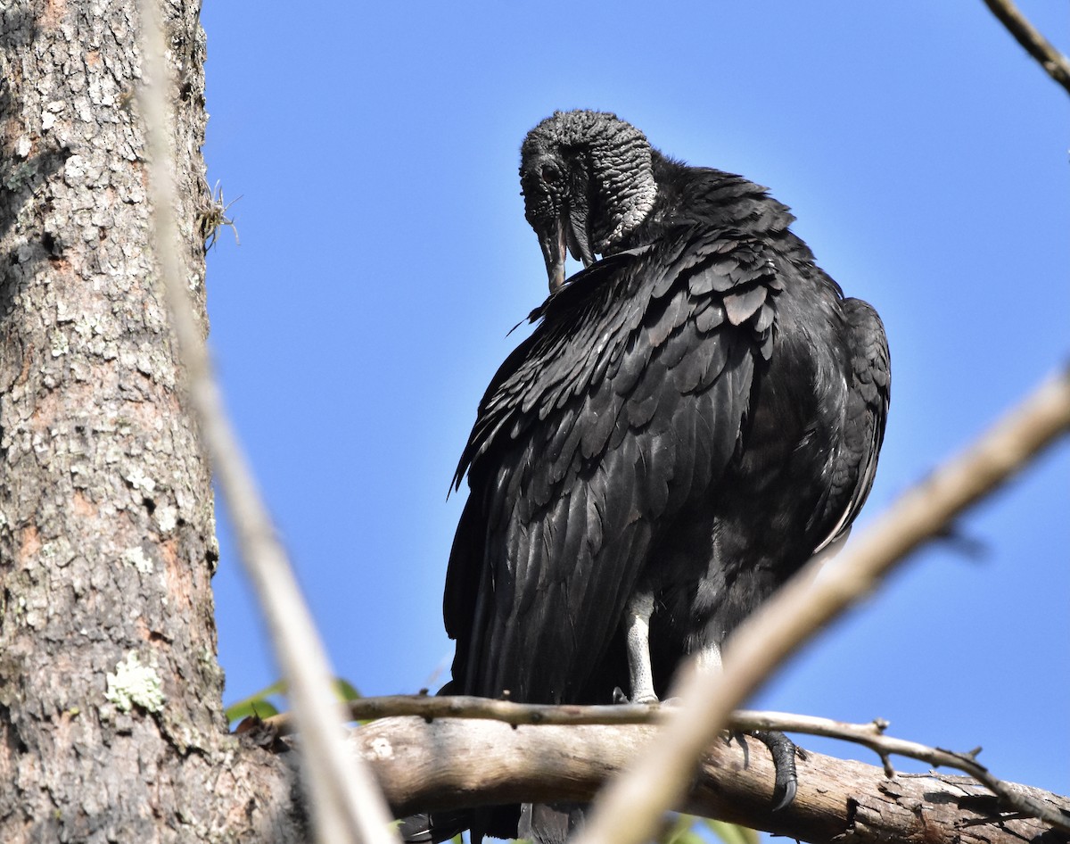 Black Vulture - ML366789751